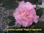 High Fragrance IMG_1491