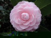 PINK PERFECTION IMG_1779