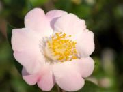 cinnamon scentsation p1013020