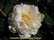 jurys yellow IMG_1424