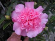 mary phoebe taylorIMG_1713