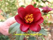 night rider IMG_0927