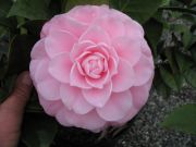 nuccios_cameo_IMG_1741_1