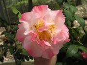 nuccios jewel IMG_1295