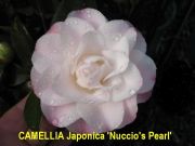 nuccios pearlIMG_0902