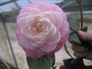 october affair japIMG_1629