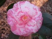 rena swick var IMG_2098