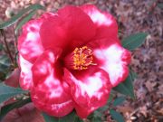 royal velvet var IMG_2096