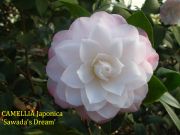 sawadas dream IMG_0846