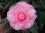 spring festival HYBRID IMG_1771