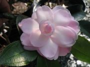 sweet jane hyb IMG_1678