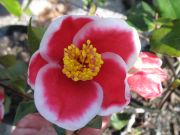 tama no ura IMG_1871