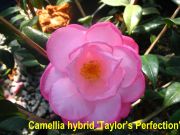 taylors perfectionIMG_0889