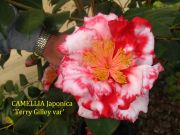 terry gilley var IMG_0950