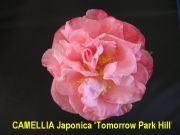 tomorrow park hill img 0722