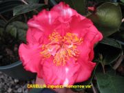 tomorrow varIMG_0961