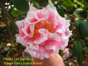 tomorrows dawn bessie IMG_0944