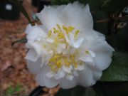 vistory whiteIMG_1710