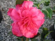 wilbur foss IMG_1760